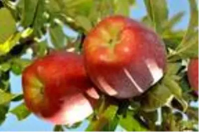 Niğde'de erkenci elma hasadı Niğde'de erkenci elma hasadı