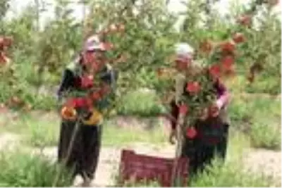Niğde'de erkenci elma hasadı Niğde'de erkenci elma hasadı