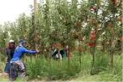 Niğde'de erkenci elma hasadı Niğde'de erkenci elma hasadı