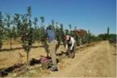 Niğde'de erkenci elma hasadı Niğde'de erkenci elma hasadı