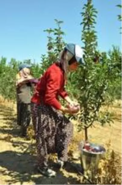 Niğde'de erkenci elma hasadı Niğde'de erkenci elma hasadı