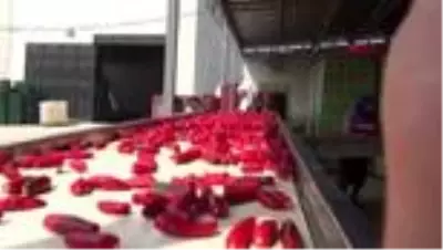 Pandemi salça ihracatını artırdı Pandemi salça ihracatını artırdı
