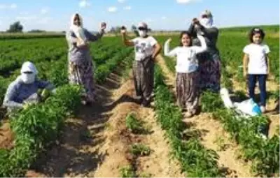 Edirneli romanlar, ciğerin vazgeçilmezi olan acı biberi oynayarak hasat ediyor Edirneli romanlar, ciğerin vazgeçilmezi olan acı biberi oynayarak hasat ediyor