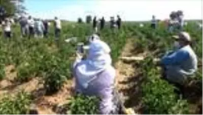 Trakya'da acı biber hasadı böyle olur Trakya'da acı biber hasadı böyle olur