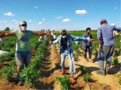 Edirneli romanlar, ciğerin vazgeçilmezi olan acı biberi oynayarak hasat ediyor Edirneli romanlar, ciğerin vazgeçilmezi olan acı biberi oynayarak hasat ediyor