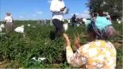 Trakya'da acı biber hasadı böyle olur Trakya'da acı biber hasadı böyle olur