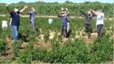 Trakya'da acı biber hasadı böyle olur Trakya'da acı biber hasadı böyle olur