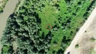 Amasya'da 538 kök Hint keneviri ele geçirildi Amasya'da 538 kök Hint keneviri ele geçirildi