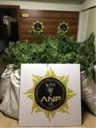 Amasya'da 538 kök Hint keneviri ele geçirildi Amasya'da 538 kök Hint keneviri ele geçirildi