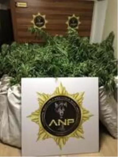 Amasya'da 558 kök Hint keneviri ele geçirildi Amasya'da 558 kök Hint keneviri ele geçirildi