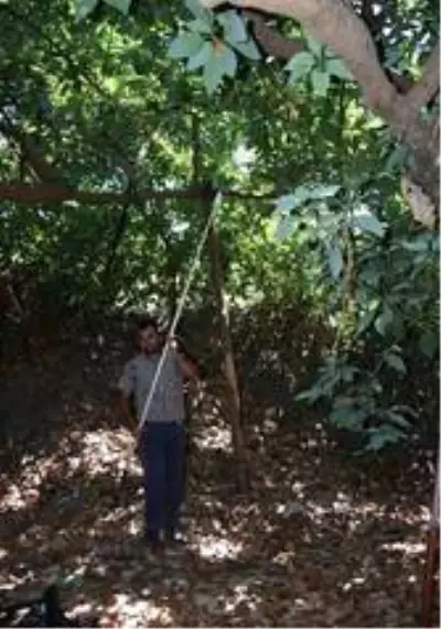 Antalya'da 45 bin dekarda hasadına başlanan avokadoda hedef 70 milyon adet Antalya'da 45 bin dekarda hasadına başlanan avokadoda hedef 70 milyon adet