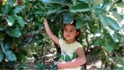 Antalya'da 45 bin dekarda hasadına başlanan avokadoda hedef 70 milyon adet Antalya'da 45 bin dekarda hasadına başlanan avokadoda hedef 70 milyon adet