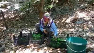 Antalya'da 45 bin dekarda hasadına başlanan avokadoda hedef 70 milyon adet Antalya'da 45 bin dekarda hasadına başlanan avokadoda hedef 70 milyon adet