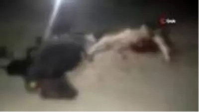 Aracın çarptığı 2 hayvan telef oldu Aracın çarptığı 2 hayvan telef oldu