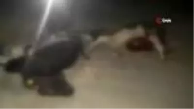 Aracın çarptığı 2 hayvan telef oldu Aracın çarptığı 2 hayvan telef oldu