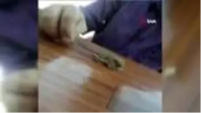 Bahçesinde bulduğu ve fındık faresi sandığı hayvan bakın ne çıktı Bahçesinde bulduğu ve fındık faresi sandığı hayvan bakın ne çıktı