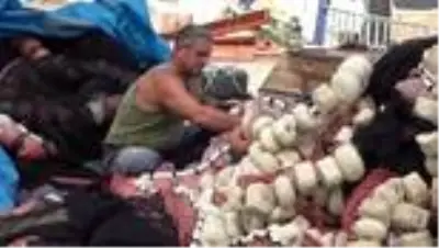 Balıkçılar yeni sezondan umutlu Balıkçılar yeni sezondan umutlu