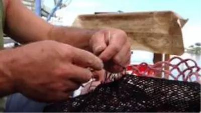 Balıkçılar yeni sezondan umutlu Balıkçılar yeni sezondan umutlu