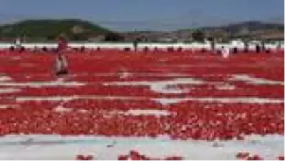 Daha çok domates kesmek için birbirleriyle yarışıyorlar (1) Daha çok domates kesmek için birbirleriyle yarışıyorlar (1)