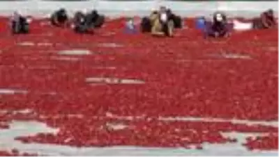 Daha çok domates kesmek için birbirleriyle yarışıyorlar (1) Daha çok domates kesmek için birbirleriyle yarışıyorlar (1)
