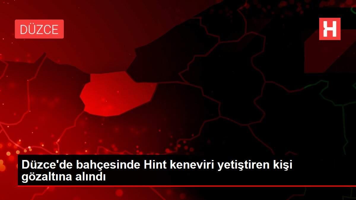 Düzce'de bahçesinde Hint keneviri yetiştiren kişi gözaltına alındı Düzce'de bahçesinde Hint keneviri yetiştiren kişi gözaltına alındı
