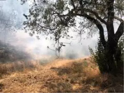 Erdek'te 20 dönüm zeytinlik yandı Erdek'te 20 dönüm zeytinlik yandı