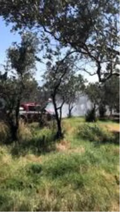 Erdek'te 20 dönüm zeytinlik yandı Erdek'te 20 dönüm zeytinlik yandı