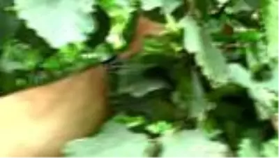 Fındık üreticisine emanete fındık verme uyarısı Fındık üreticisine emanete fındık verme uyarısı