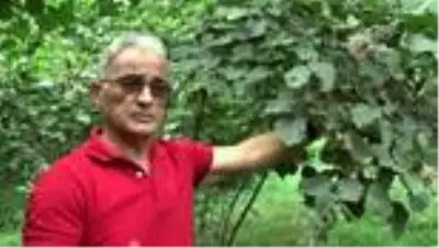 Fındık üreticisine emanete fındık verme uyarısı Fındık üreticisine emanete fındık verme uyarısı