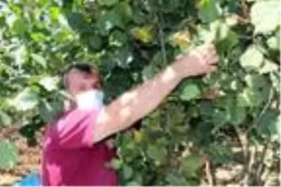 Fiyatı üreticiyi memnun eden fındıkta erken hasat sürüyor Fiyatı üreticiyi memnun eden fındıkta erken hasat sürüyor