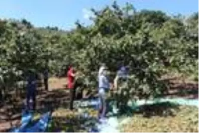 Fiyatı üreticiyi memnun eden fındıkta erken hasat sürüyor Fiyatı üreticiyi memnun eden fındıkta erken hasat sürüyor