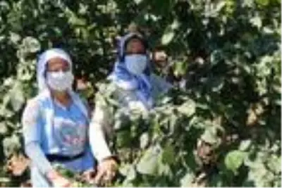 Fiyatı üreticiyi memnun eden fındıkta erken hasat sürüyor Fiyatı üreticiyi memnun eden fındıkta erken hasat sürüyor