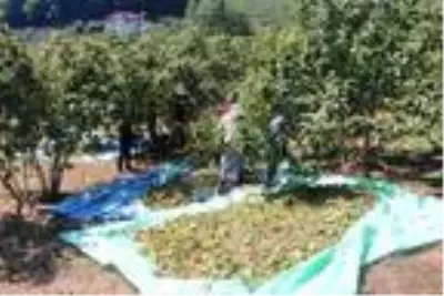 Fiyatı üreticiyi memnun eden fındıkta erken hasat sürüyor Fiyatı üreticiyi memnun eden fındıkta erken hasat sürüyor