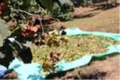 Fiyatı üreticiyi memnun eden fındıkta erken hasat sürüyor Fiyatı üreticiyi memnun eden fındıkta erken hasat sürüyor