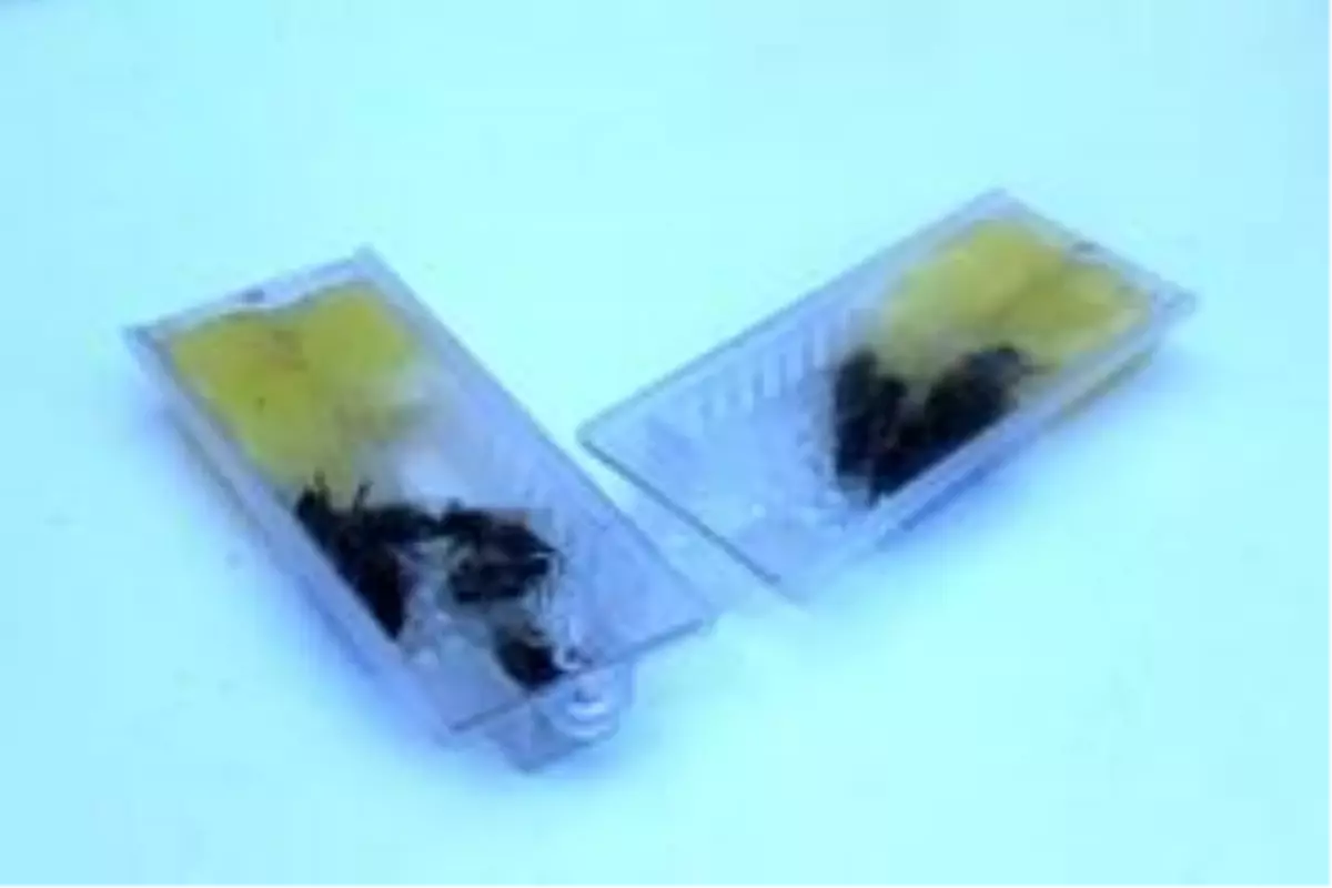 Son dakika! Giresun ekotipi ana arının yaygınlaştırılması hedefleniyor