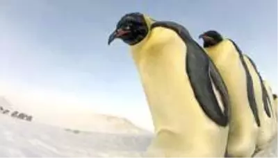 Güney Kutbu'nda imparator penguenlere ait yeni üreme alanları tespit edildi Güney Kutbu'nda imparator penguenlere ait yeni üreme alanları tespit edildi
