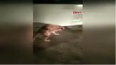 HAKKARİ Şehit polislerin adının verildiği operasyonda 81.8 kilogram uyuşturucu yakalandı HAKKARİ Şehit polislerin adının verildiği operasyonda 81.8 kilogram uyuşturucu yakalandı