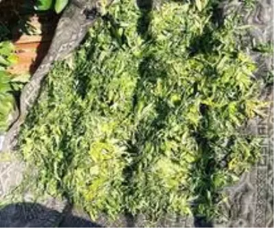 Kütahya'da evin çatısında bin 530 gram kubar esrar ele geçirildi Kütahya'da evin çatısında bin 530 gram kubar esrar ele geçirildi
