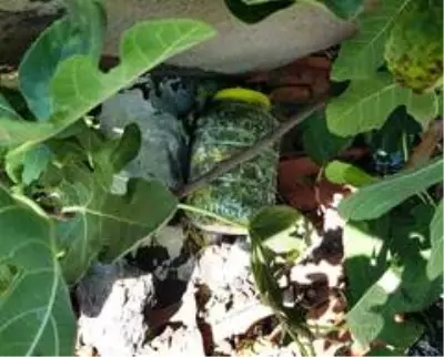 Kütahya'da evin çatısında bin 530 gram kubar esrar ele geçirildi Kütahya'da evin çatısında bin 530 gram kubar esrar ele geçirildi