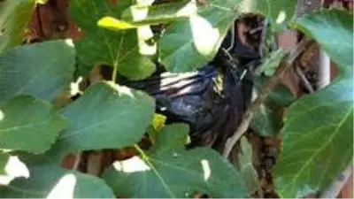 Kütahya'da evin çatısında bin 530 gram kubar esrar ele geçirildi Kütahya'da evin çatısında bin 530 gram kubar esrar ele geçirildi