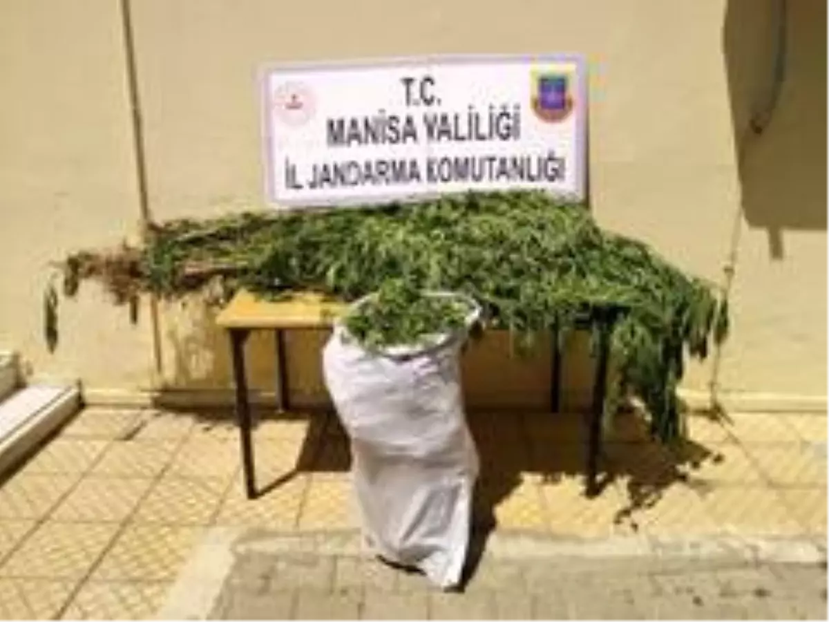 Manisa'da 12 kilo kubar esrarı çuvalla taşırken yakalandılar
