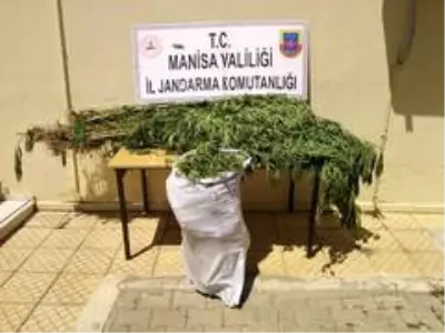 Manisa'da 12 kilo kubar esrarı çuvalla taşırken yakalandılar Manisa'da 12 kilo kubar esrarı çuvalla taşırken yakalandılar