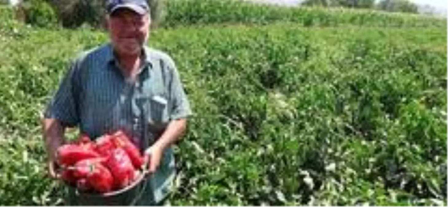 Salçalık kırmızı biber piyasada