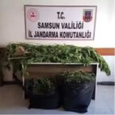 Samsun'da uyuşturucu operasyonu: 12 gözaltı Samsun'da uyuşturucu operasyonu: 12 gözaltı