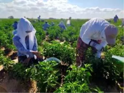 Tarım işçilerinin aşırı sıcak havada 'maskeli' zorlu mesaisi, maske takmayanlara adeta ders veriyor Tarım işçilerinin aşırı sıcak havada 'maskeli' zorlu mesaisi, maske takmayanlara adeta ders veriyor