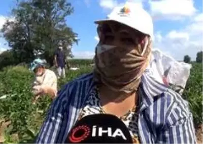 Tarım işçilerinin aşırı sıcak havada 'maskeli' zorlu mesaisi, maske takmayanlara adeta ders veriyor Tarım işçilerinin aşırı sıcak havada 'maskeli' zorlu mesaisi, maske takmayanlara adeta ders veriyor