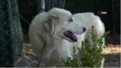 Son dakika haber! Tedavi altına alınan kanserli köpeğe Başkan Aktaş şefkati Son dakika haber! Tedavi altına alınan kanserli köpeğe Başkan Aktaş şefkati