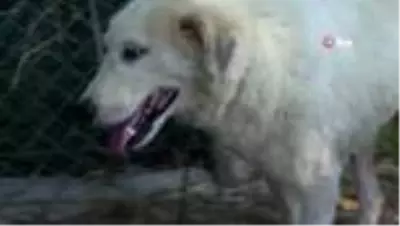 Son dakika haber! Tedavi altına alınan kanserli köpeğe Başkan Aktaş şefkati Son dakika haber! Tedavi altına alınan kanserli köpeğe Başkan Aktaş şefkati