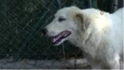 Son dakika haber! Tedavi altına alınan kanserli köpeğe Başkan Aktaş şefkati Son dakika haber! Tedavi altına alınan kanserli köpeğe Başkan Aktaş şefkati
