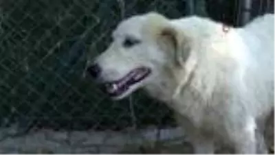 Son dakika haber! Tedavi altına alınan kanserli köpeğe Başkan Aktaş şefkati Son dakika haber! Tedavi altına alınan kanserli köpeğe Başkan Aktaş şefkati